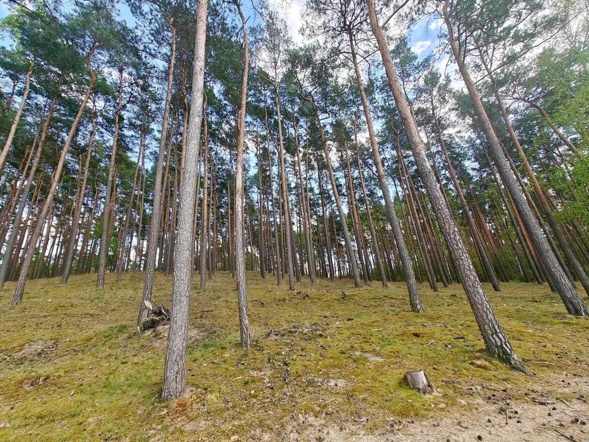 Lesna Ostoja W Centrum Puszczy Nadnoteckiej Otoczona 3 Jeziorami Miedzychod エクステリア 写真